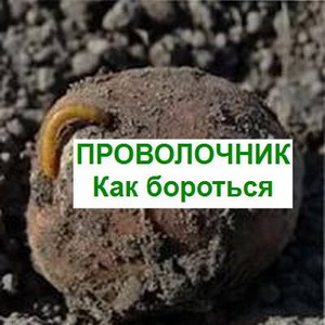 Проволочник на участке: как избавиться от вредителя