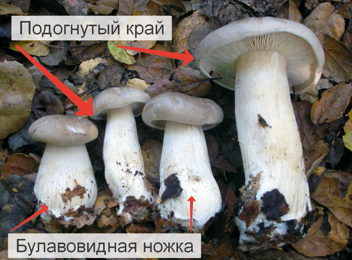 Как отличить съедобные рядовки от ядовитых собратьев?