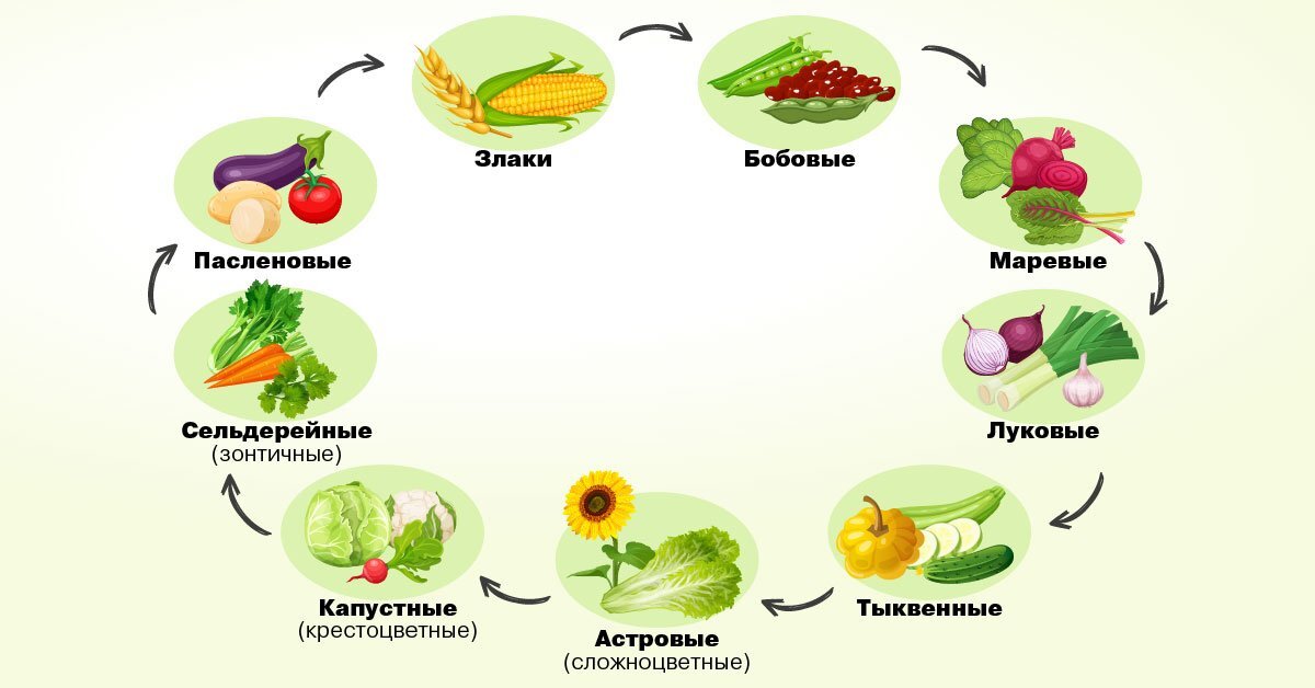 Что такое севооборот и зачем он нужен?