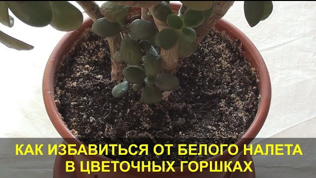 Белый налет в цветочных горшках