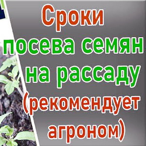 Когда сеять семена на рассаду