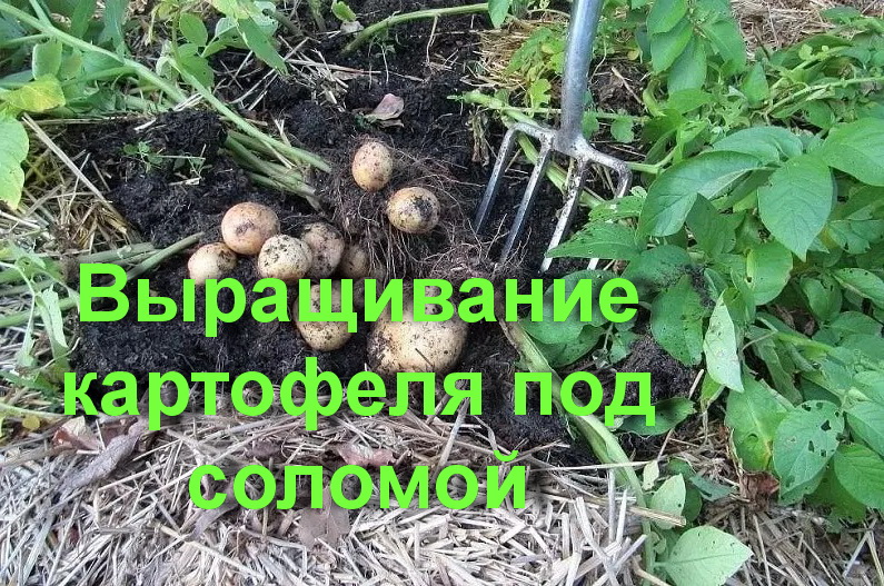 Выращивание картофеля под соломой