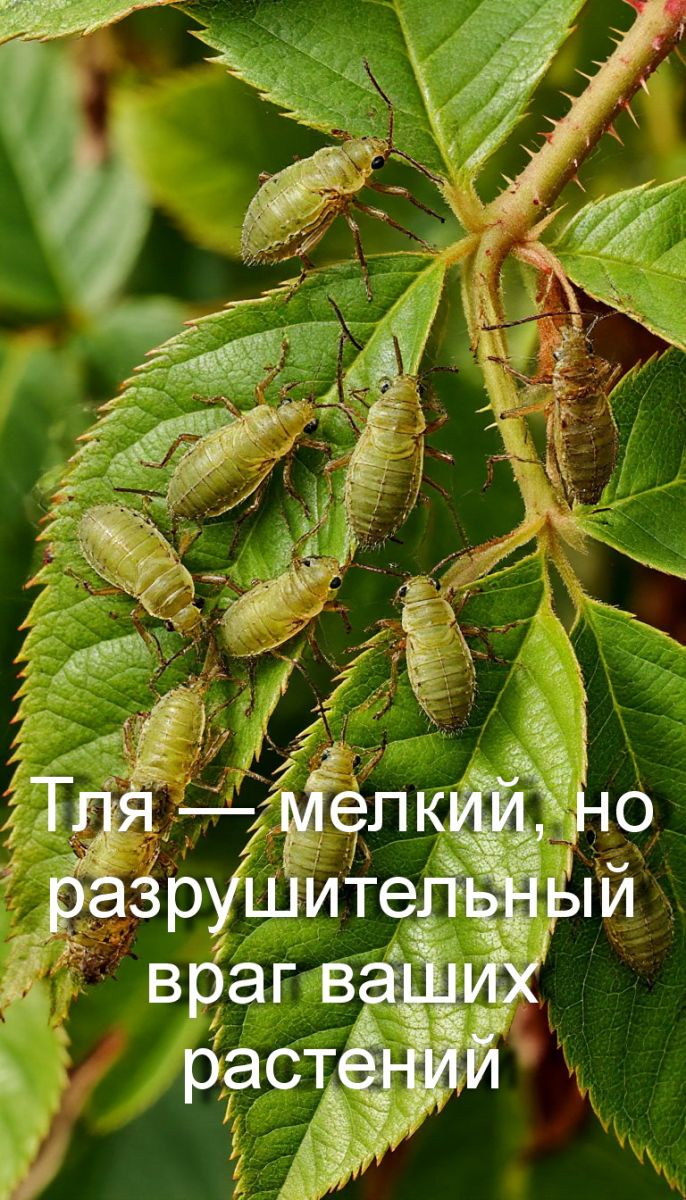 Тля, питающаяся на листьях розы, с увеличенным видом на её тело.