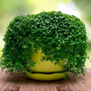Выращивание корсиканской мяты