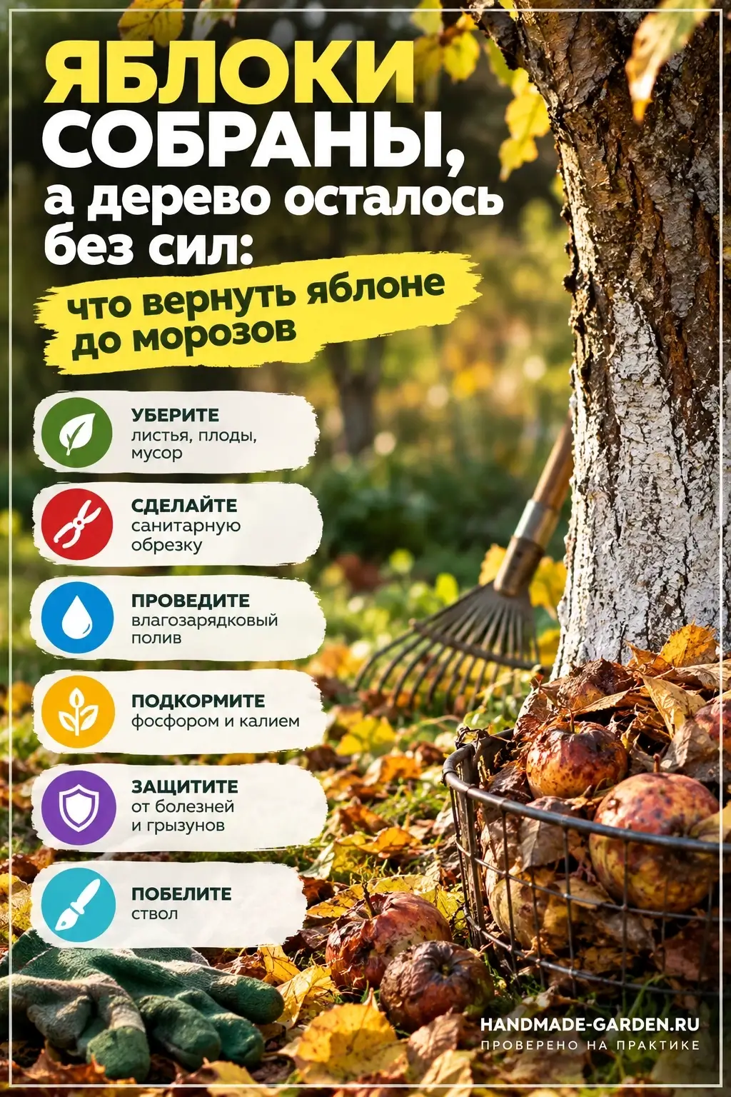 Осенний уход за яблоней: полив после листопада, подкормка без азота, санитарная обрезка, обработка от болезней, побелка и защита ствола.