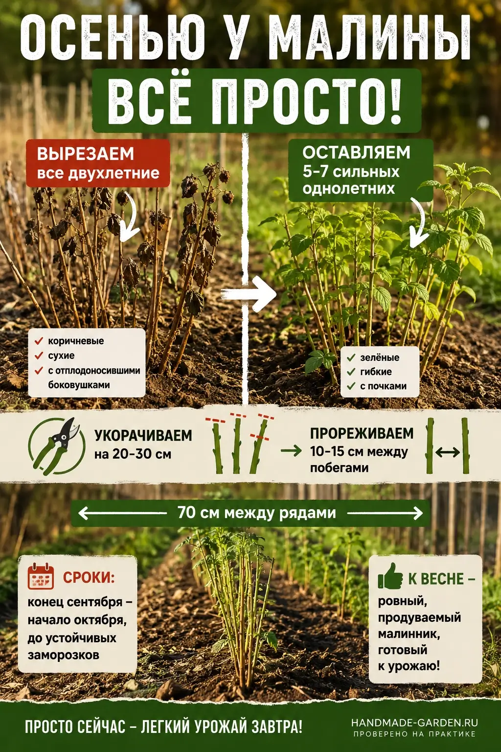 Обрезаем малинник осенью