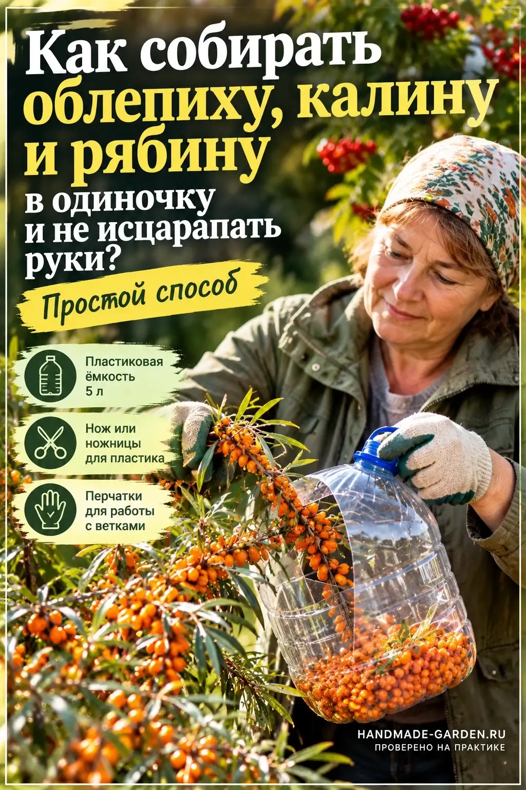 Как собирать облепиху