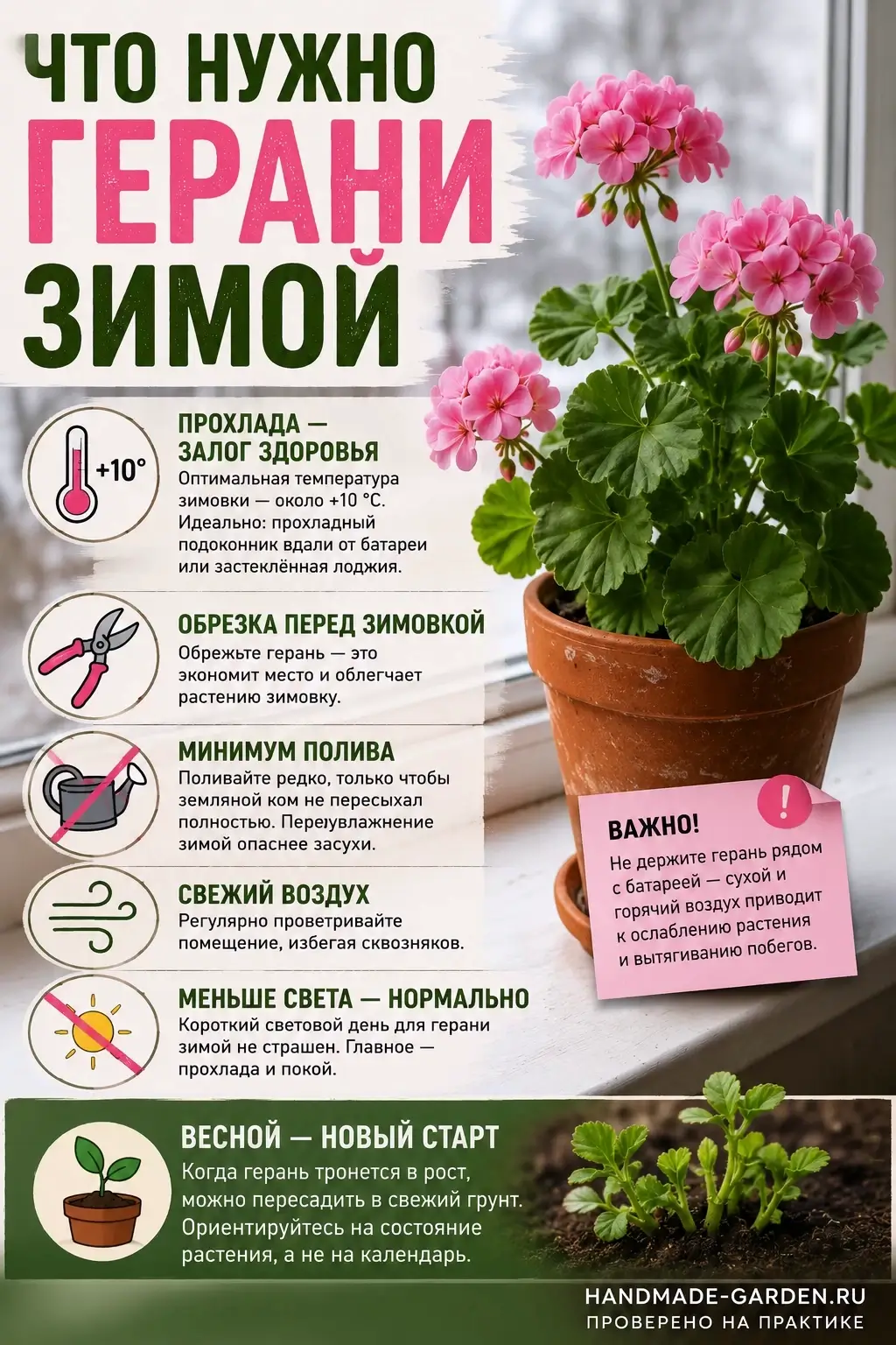 Что нужно герани зимой