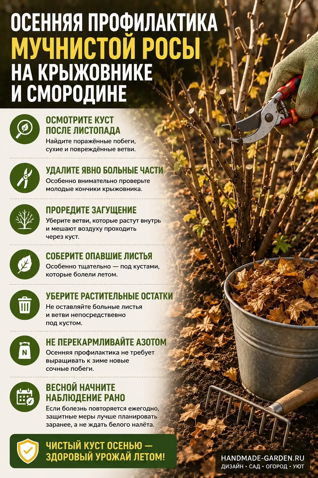 Профилактика мучнистой росы осенью