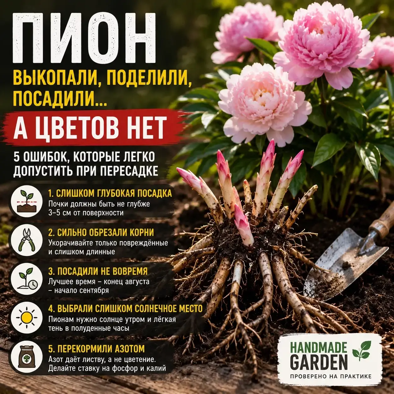 Пион выкопали, поделили, посадили&hellip; А цветов нет: 5 ошибок, которые легко допустить при пересадке