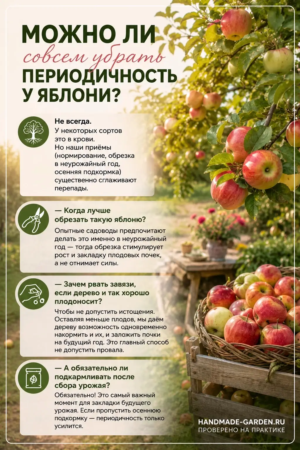Как получать урожай яблок каждый год