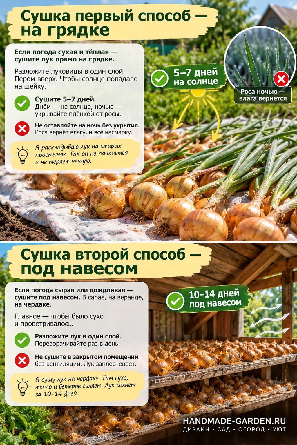 сушите лук прямо на грядке
