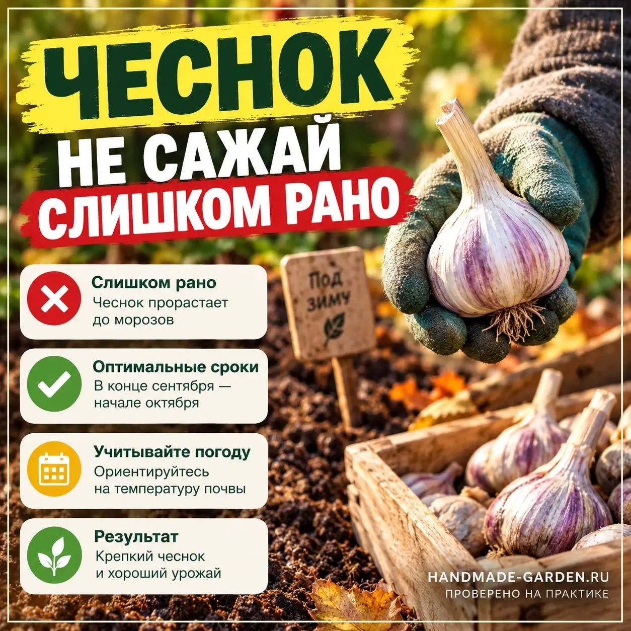 Чеснок под зиму: когда сажать