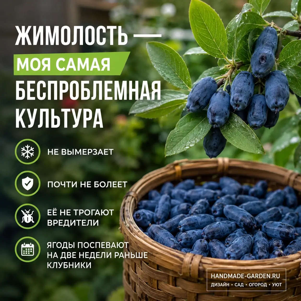 Самая ранняя ягода в саду: жимолость без обрезки и опрыскиваний