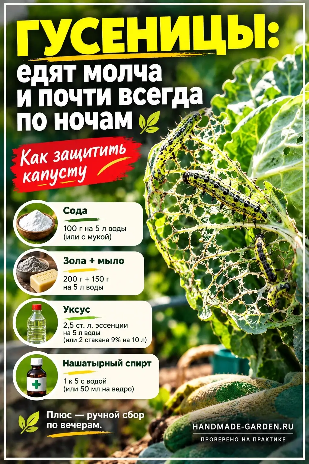 Гусеницы на капусте