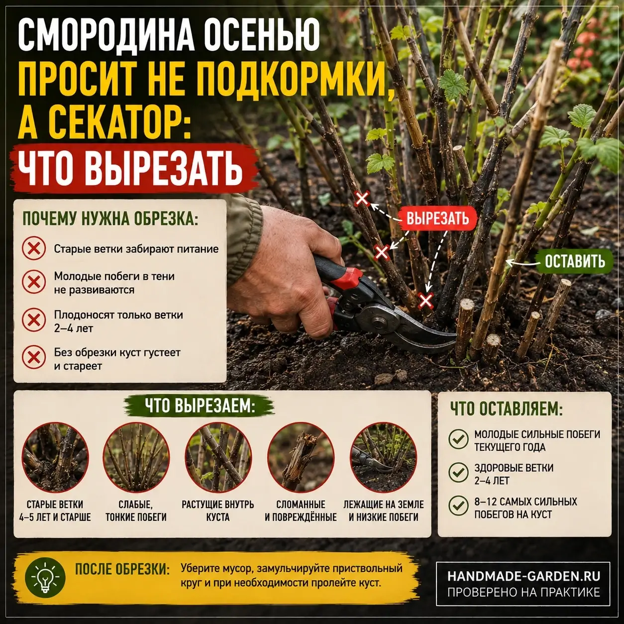 Смородина осенью просит не подкормки, а секатор: что вырезать