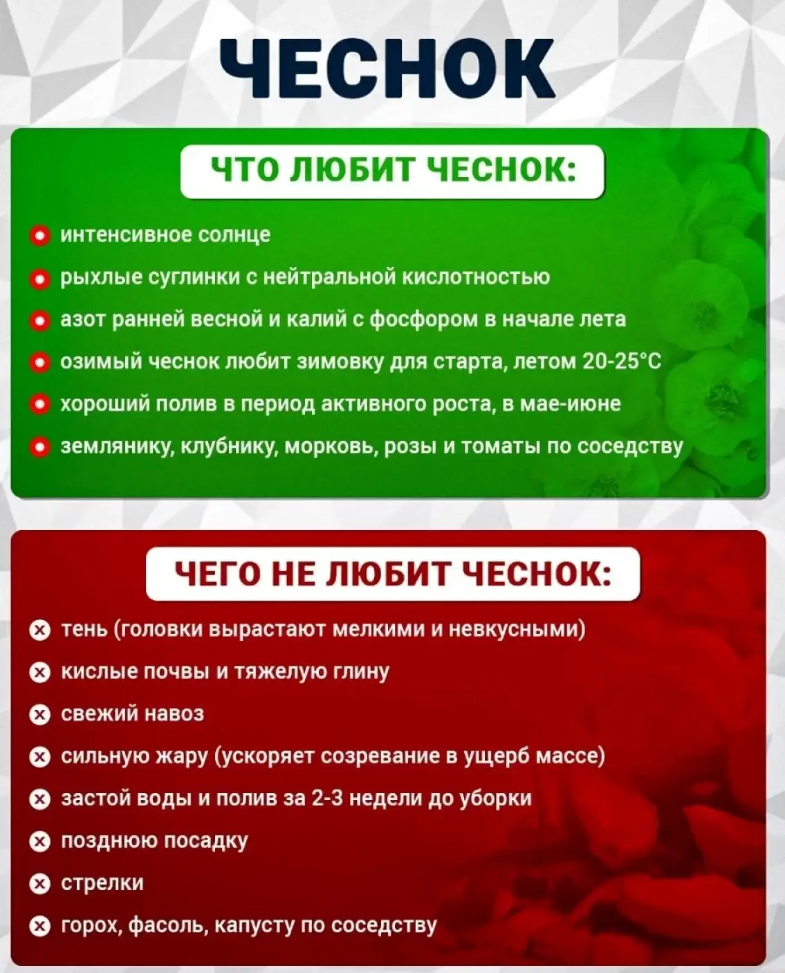 Что любит чеснок
