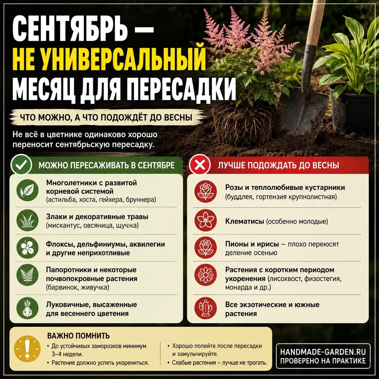 Не всё в цветнике одинаково хорошо переносит сентябрьскую пересадку.