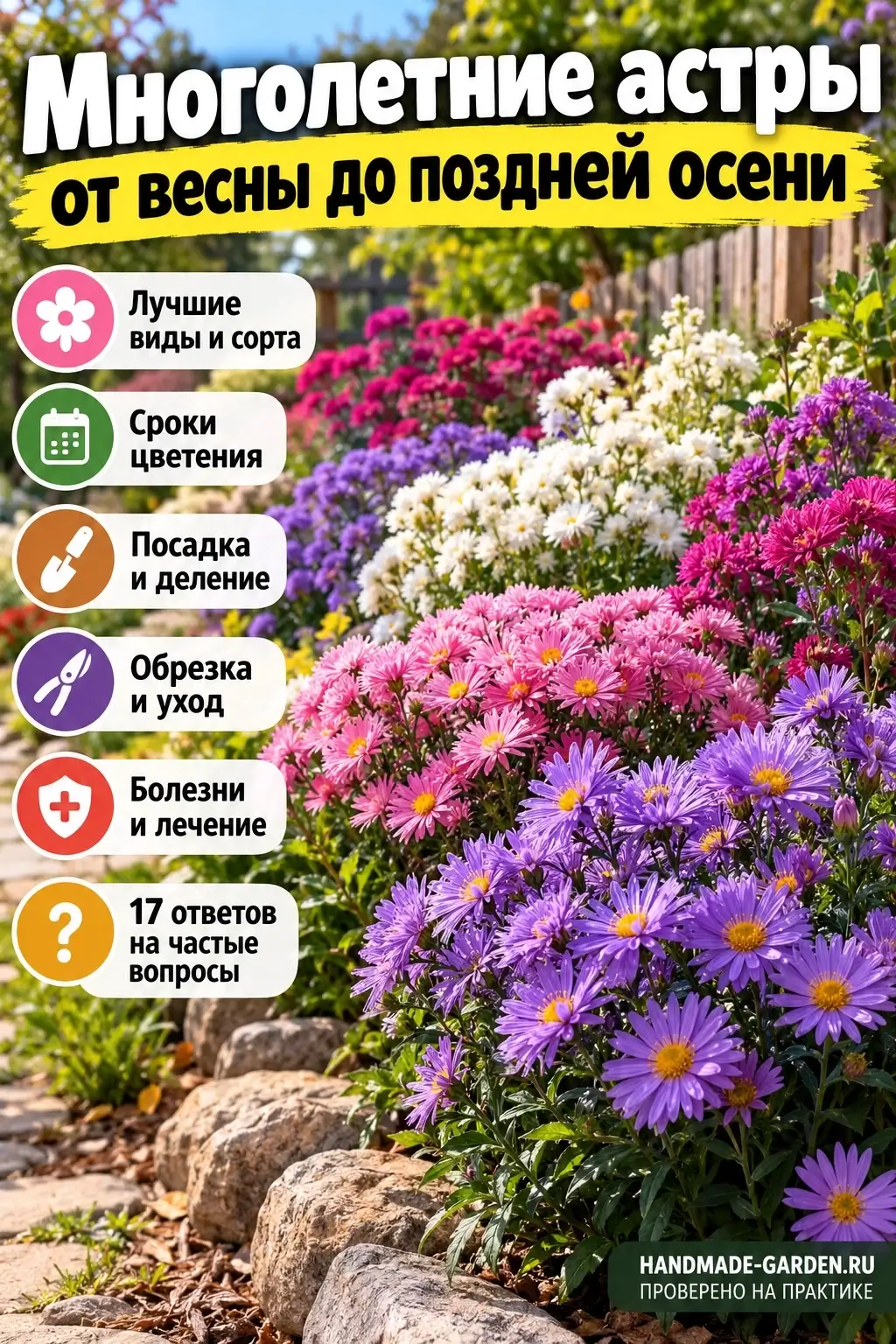 Многолетние астры: виды, сроки цветения