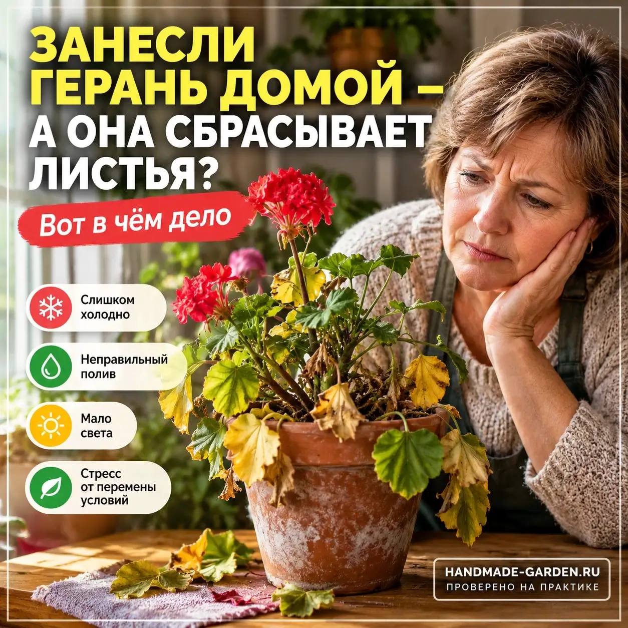 Пересадили герань с улицы и она сбрасывает листья