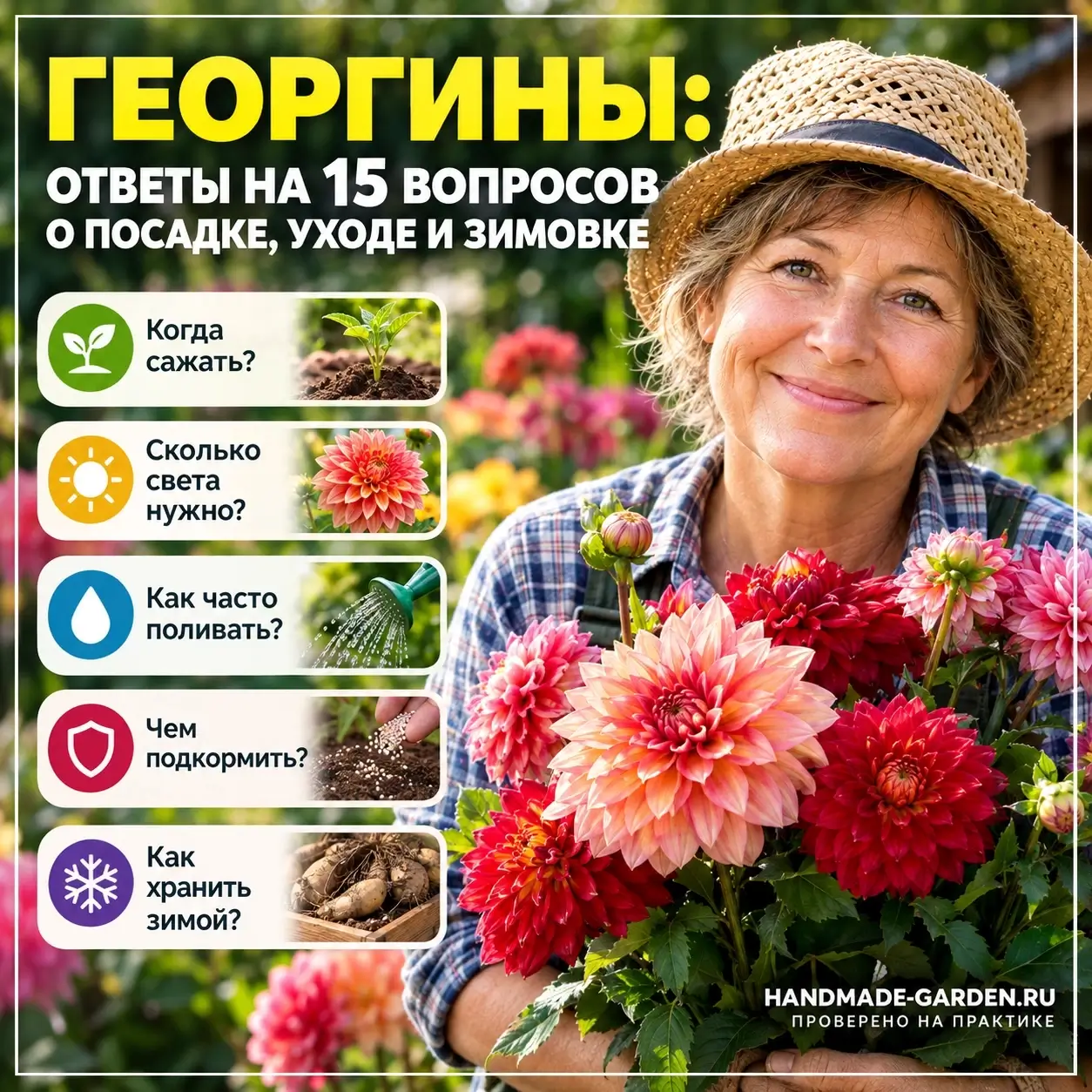 Георгины: ответы на 15 вопросов о посадке, уходе и зимовке