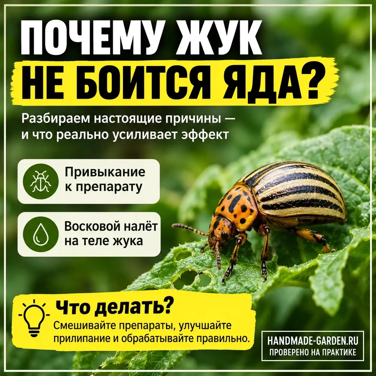 Опрыскали, а жук как ни в чём не бывало: почему яд перестаёт действовать и как это исправить