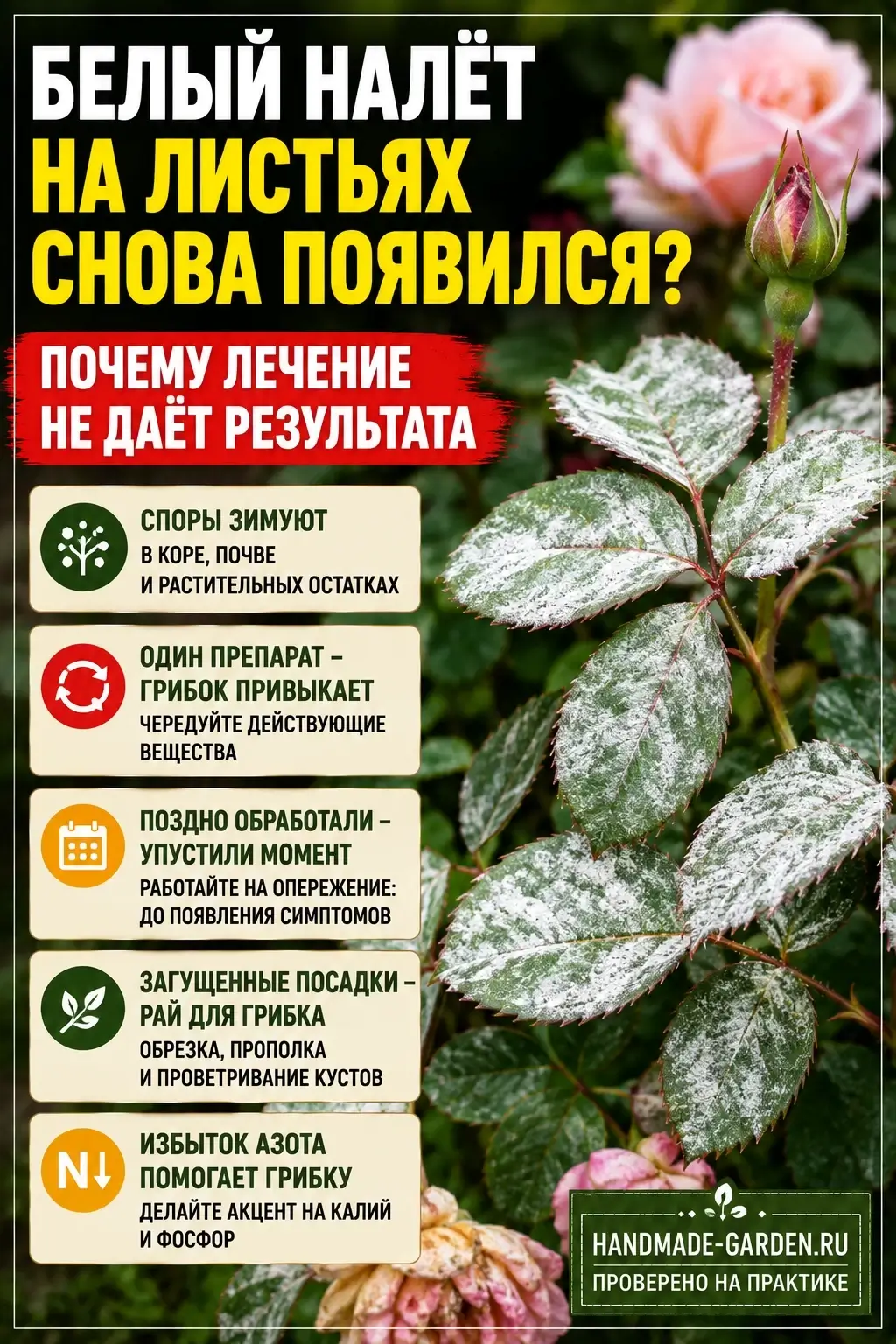 Мучнистую росу вызывают грибки-паразиты, чьи споры разносятся ветром и зимуют в трещинах коры