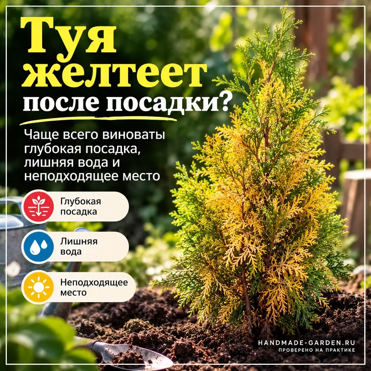 Туя рыжеет после посадки