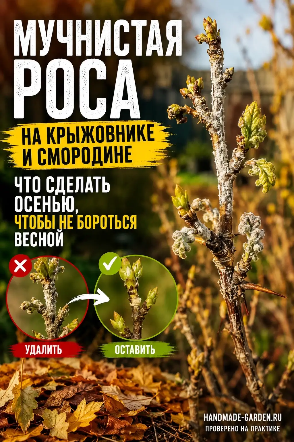 У крыжовника мучнистая роса