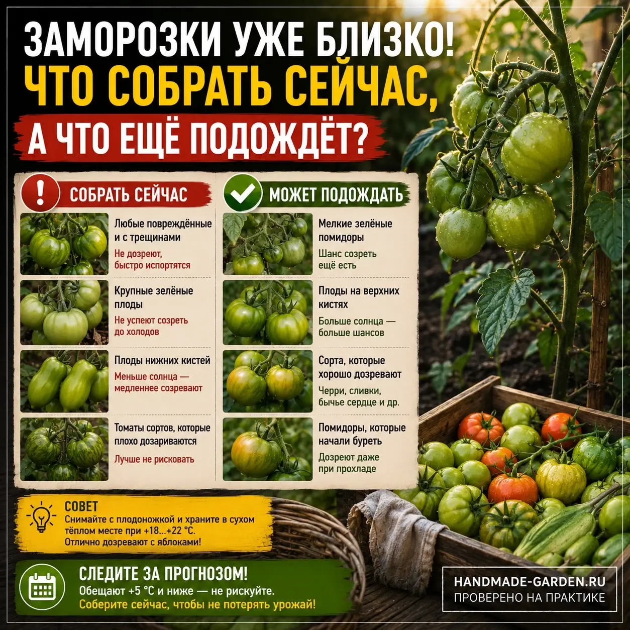 Как правильно снять и дозарить томаты перед первым морозом, чтобы не потерять урожай.