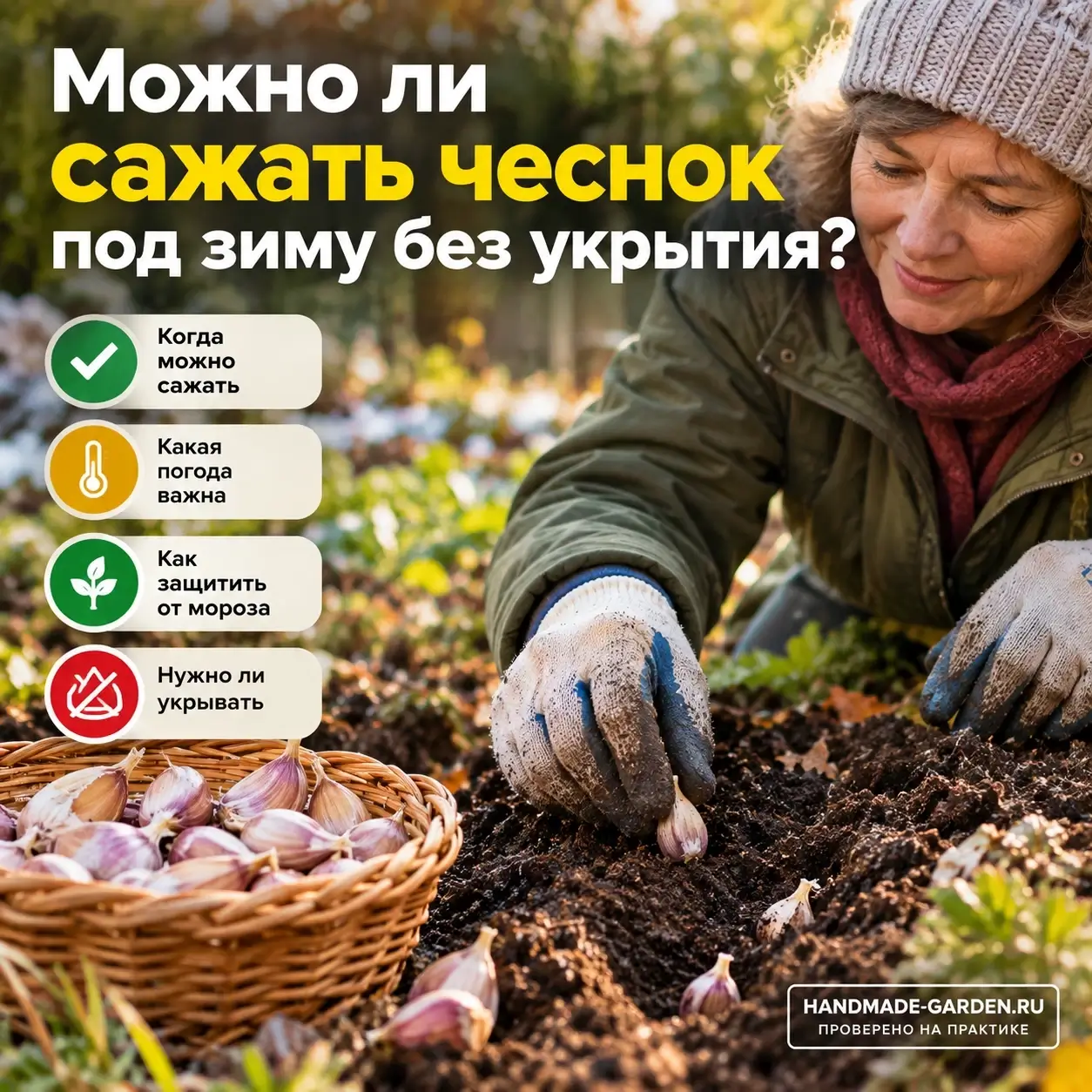Посадка чеснока под зиму без укрытия: можно ли оставить грядку голой