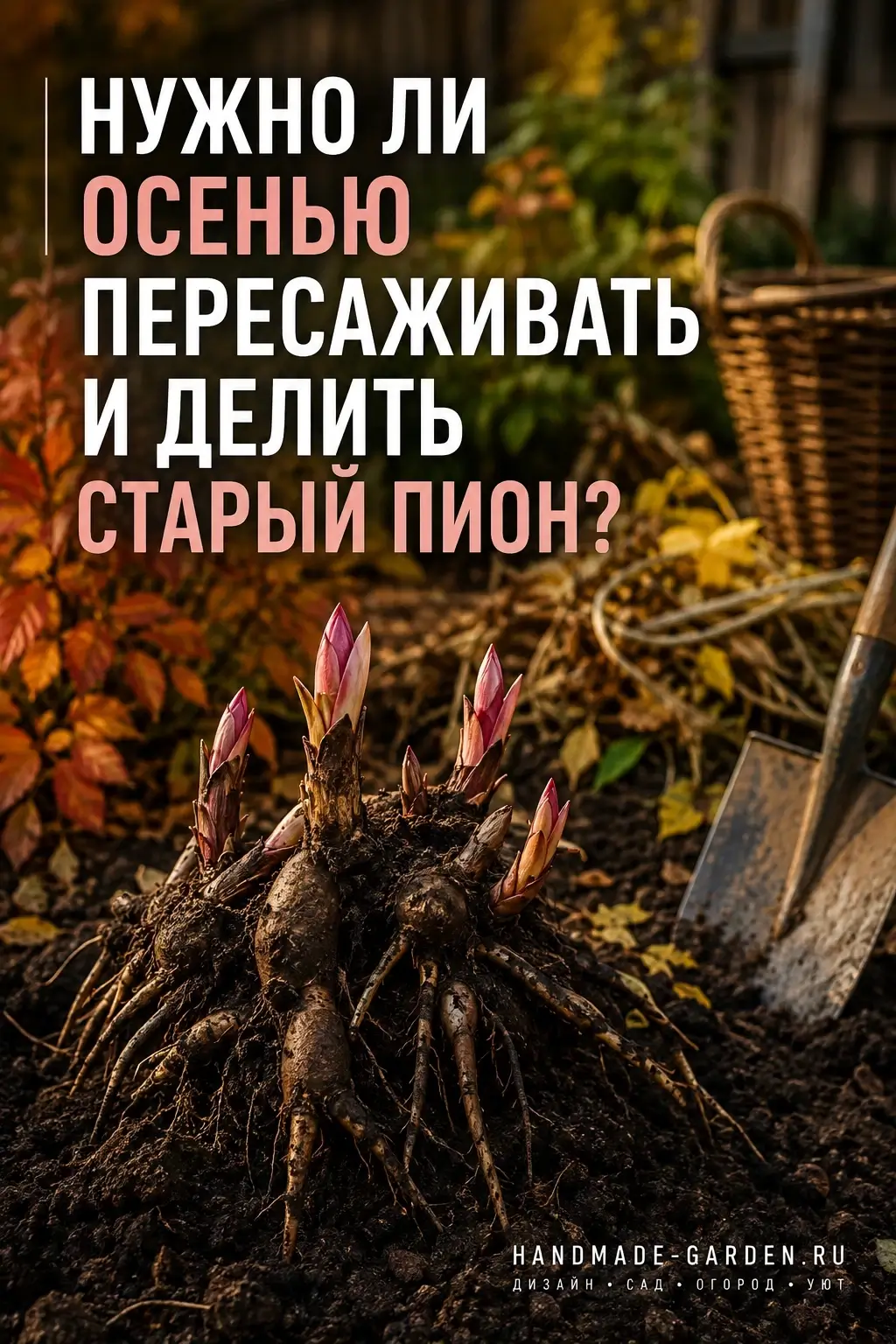 Нужно ли осенью пересаживать и делить старый пион