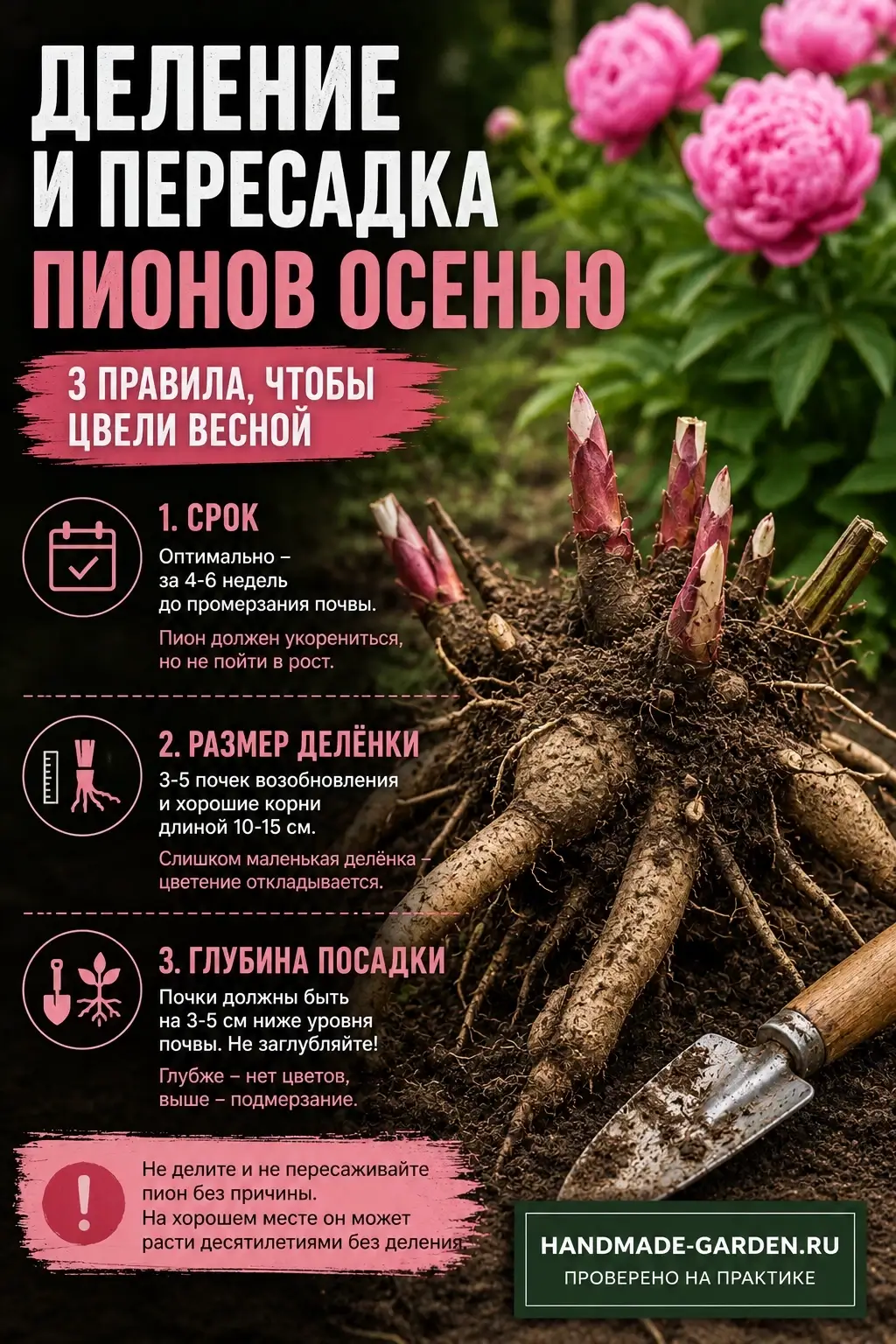 Деление пионов осенью