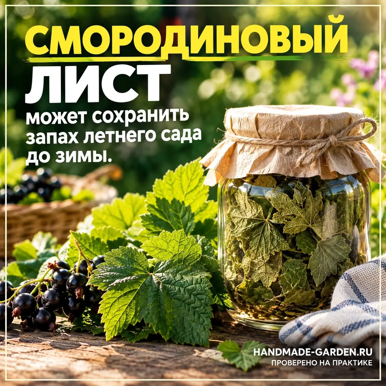 Смородиновый лист может сохранить запах летнего сада до зимы