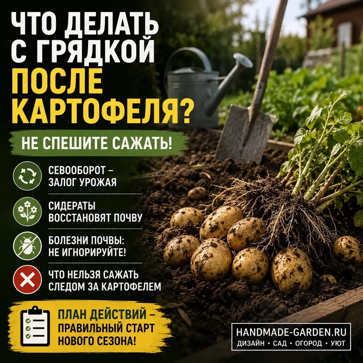 Картофель уходит, а проблемы остаются: что посадить после него, чтобы грядка снова давала хороший урожай