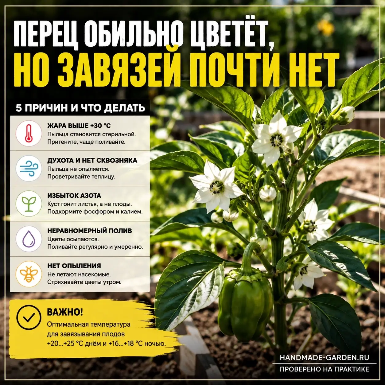 Перец цветёт, а плодов нет: семь причин, из-за которых куст сбрасывает цветы