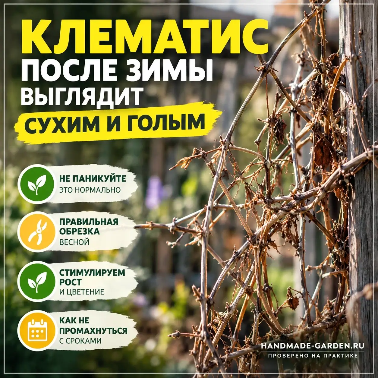 Клематис после зимы стоит голый: не спешите считать его погибшим