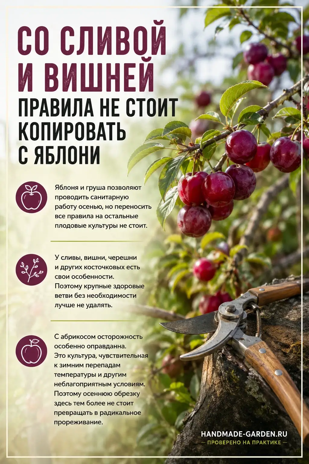 У сливы, вишни, черешни и других косточковых свои особенности обрезки