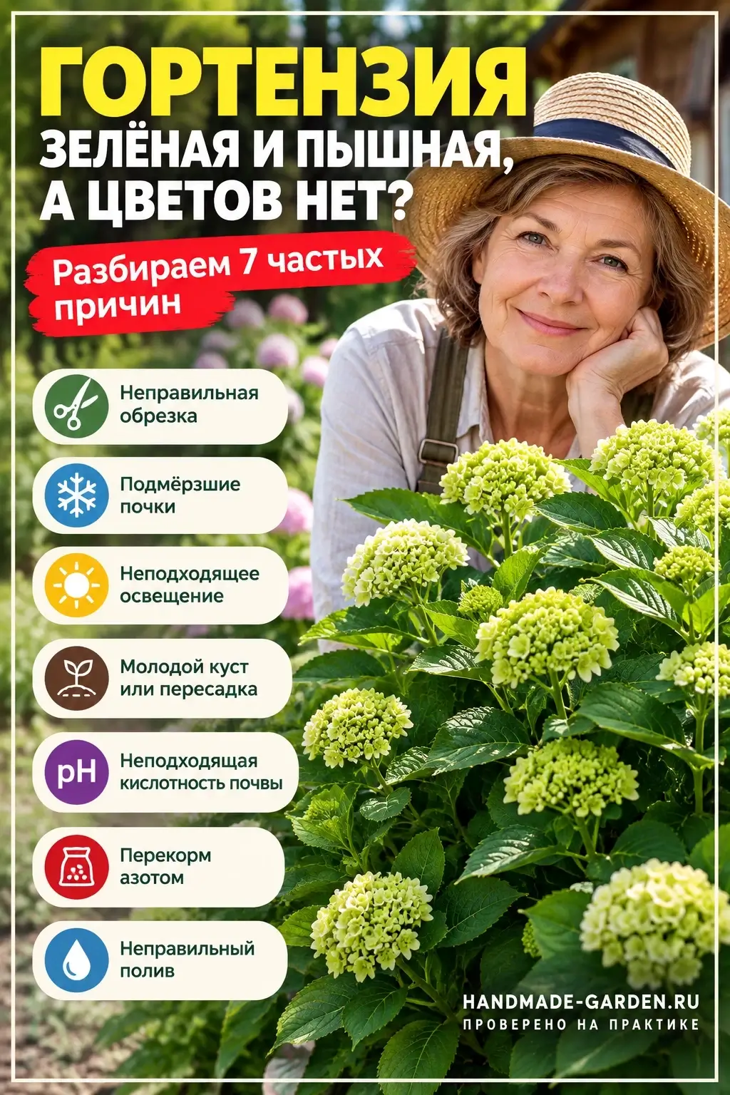 Гортензия зелёная, а цветов нет