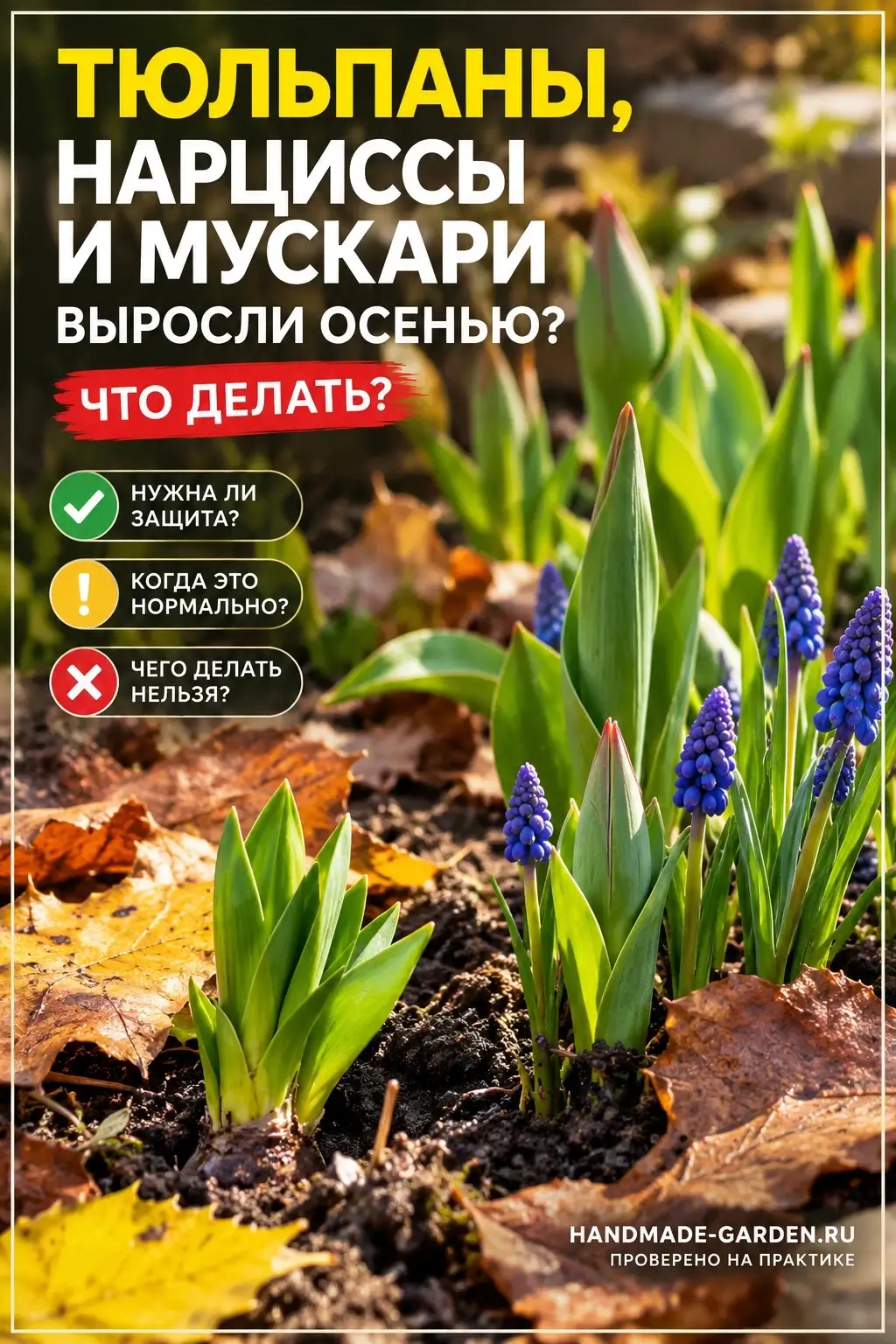 У мускари осенняя зелень вообще обычное дело
