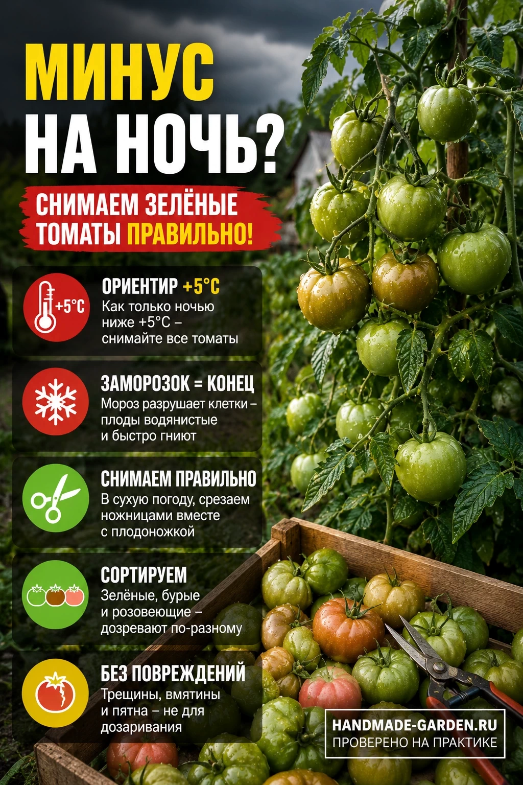 Снимаем недозревшие помидоры
