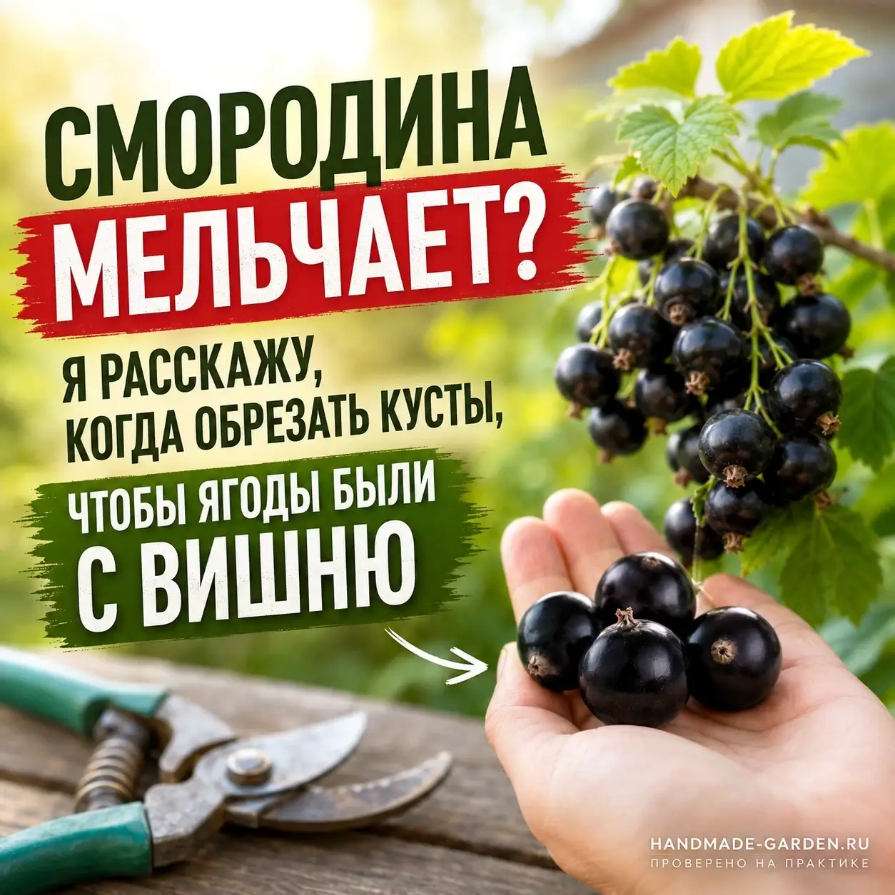 Обрезка смородины