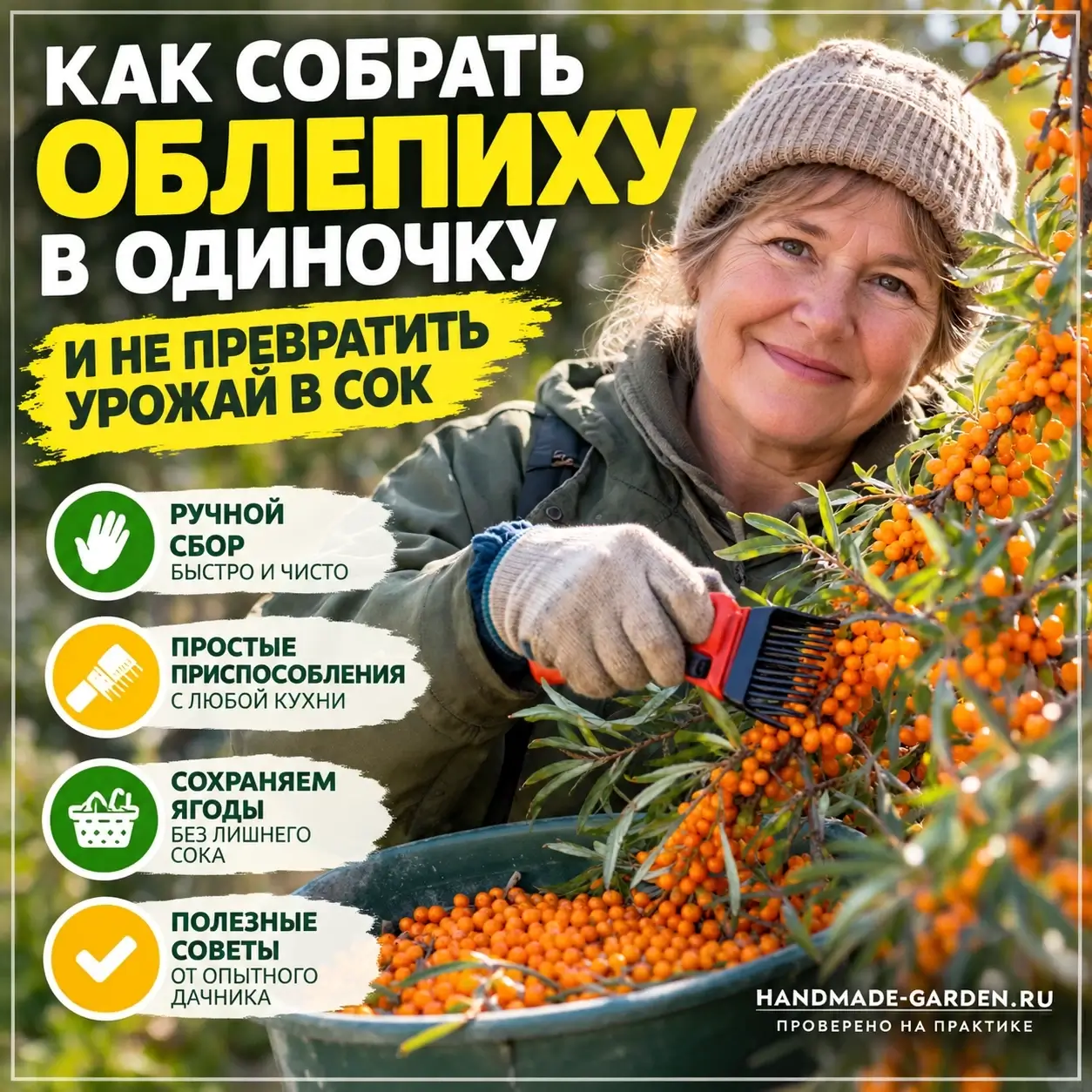 Как собирать облепиху, калину и рябину в одиночку и не исцарапать руки: простой способ
