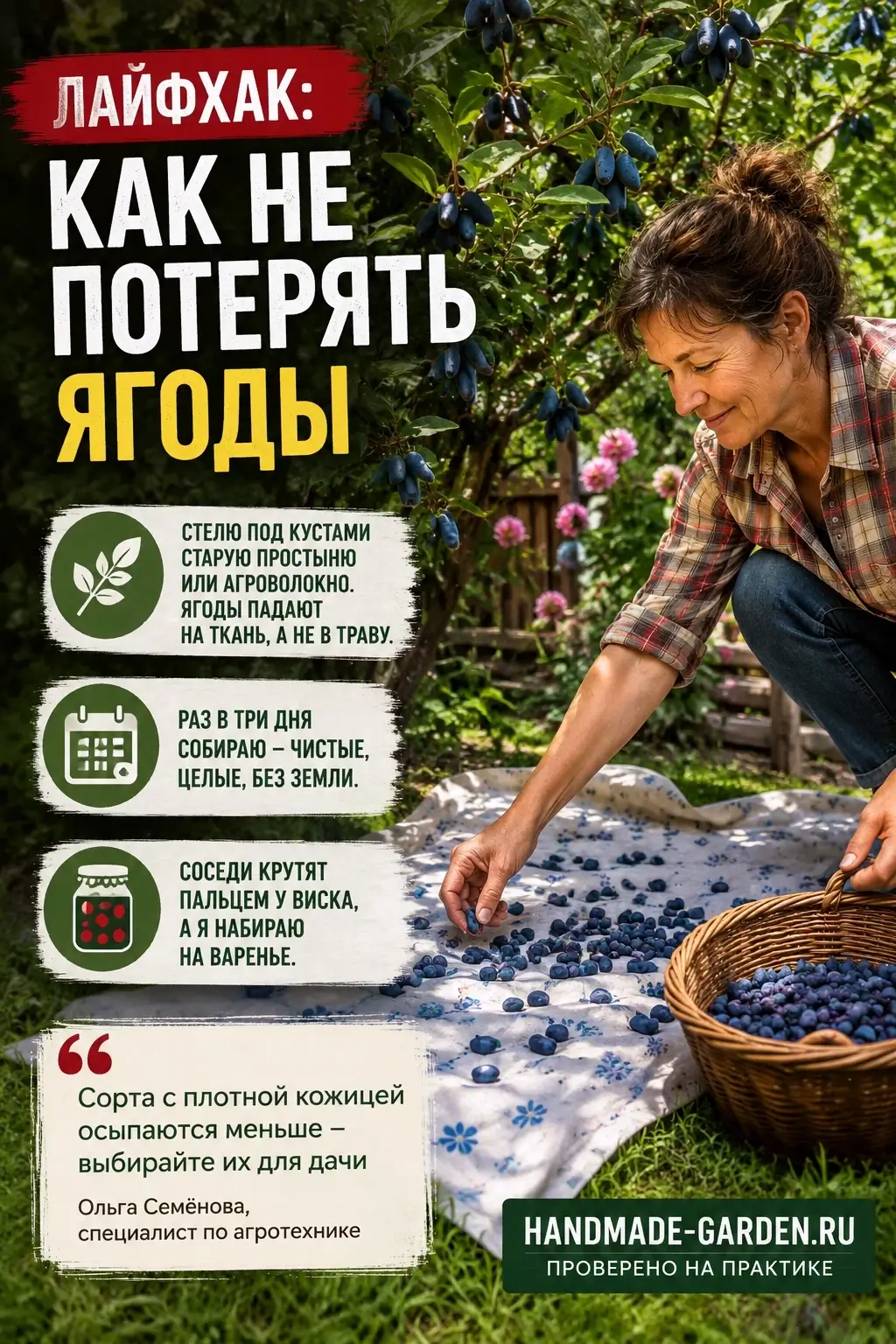 Жимолость осыпается при созревании