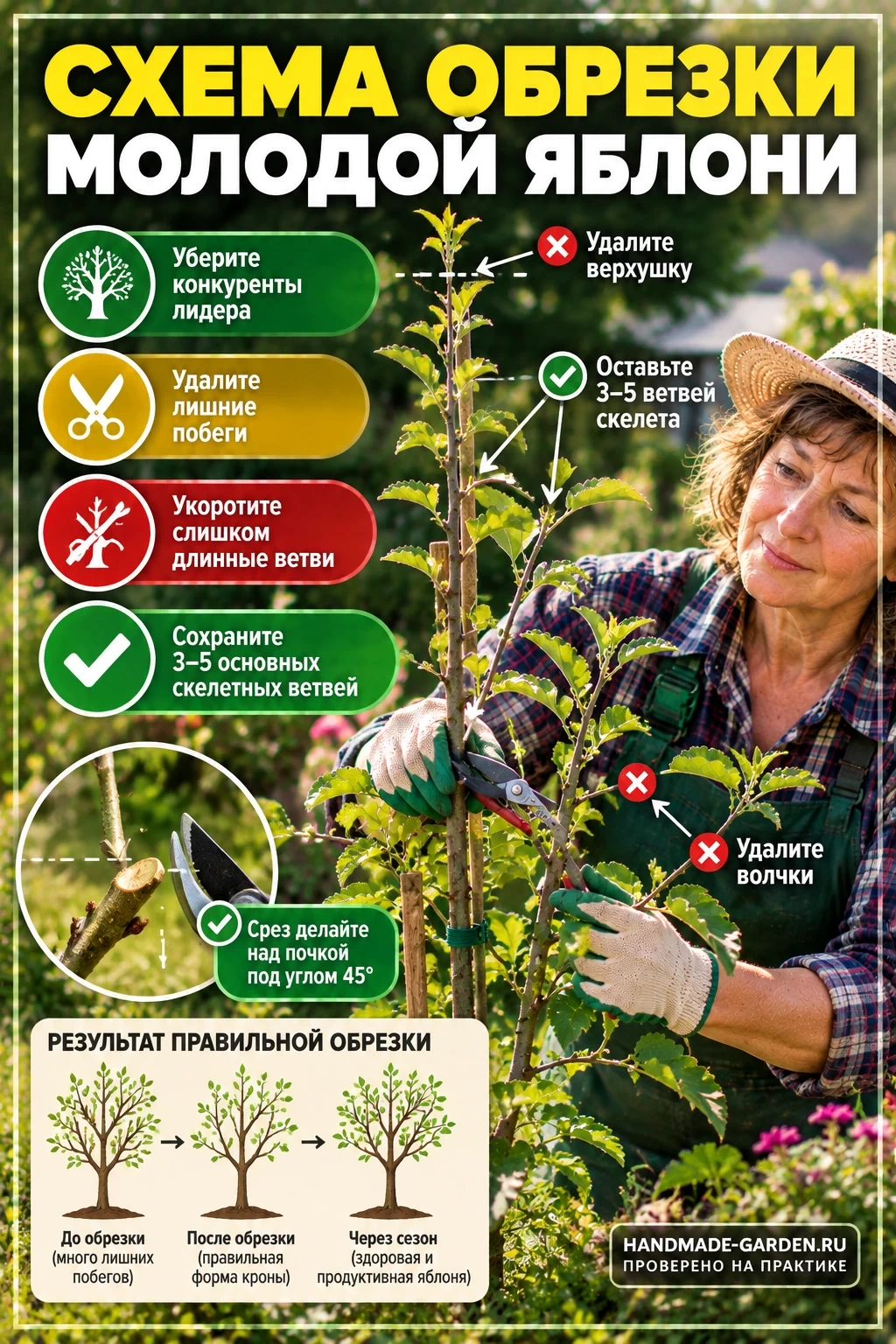 Схема обрезки молодой яблони