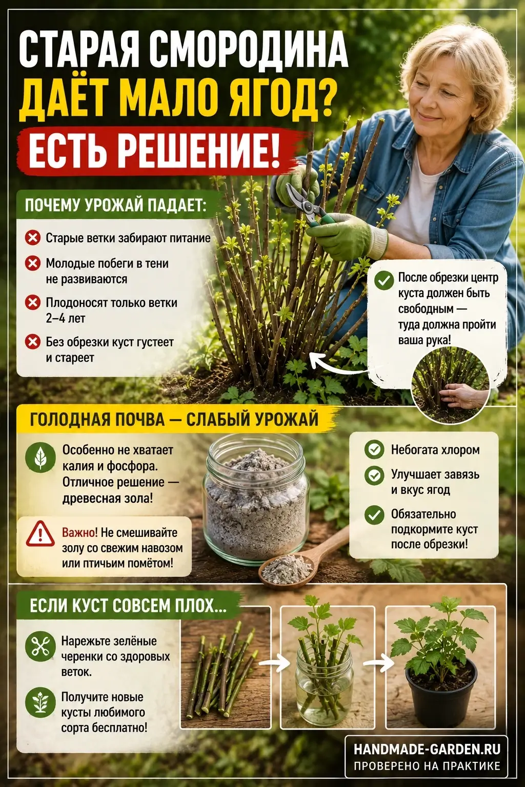 Омолаживающая обрезка смородины