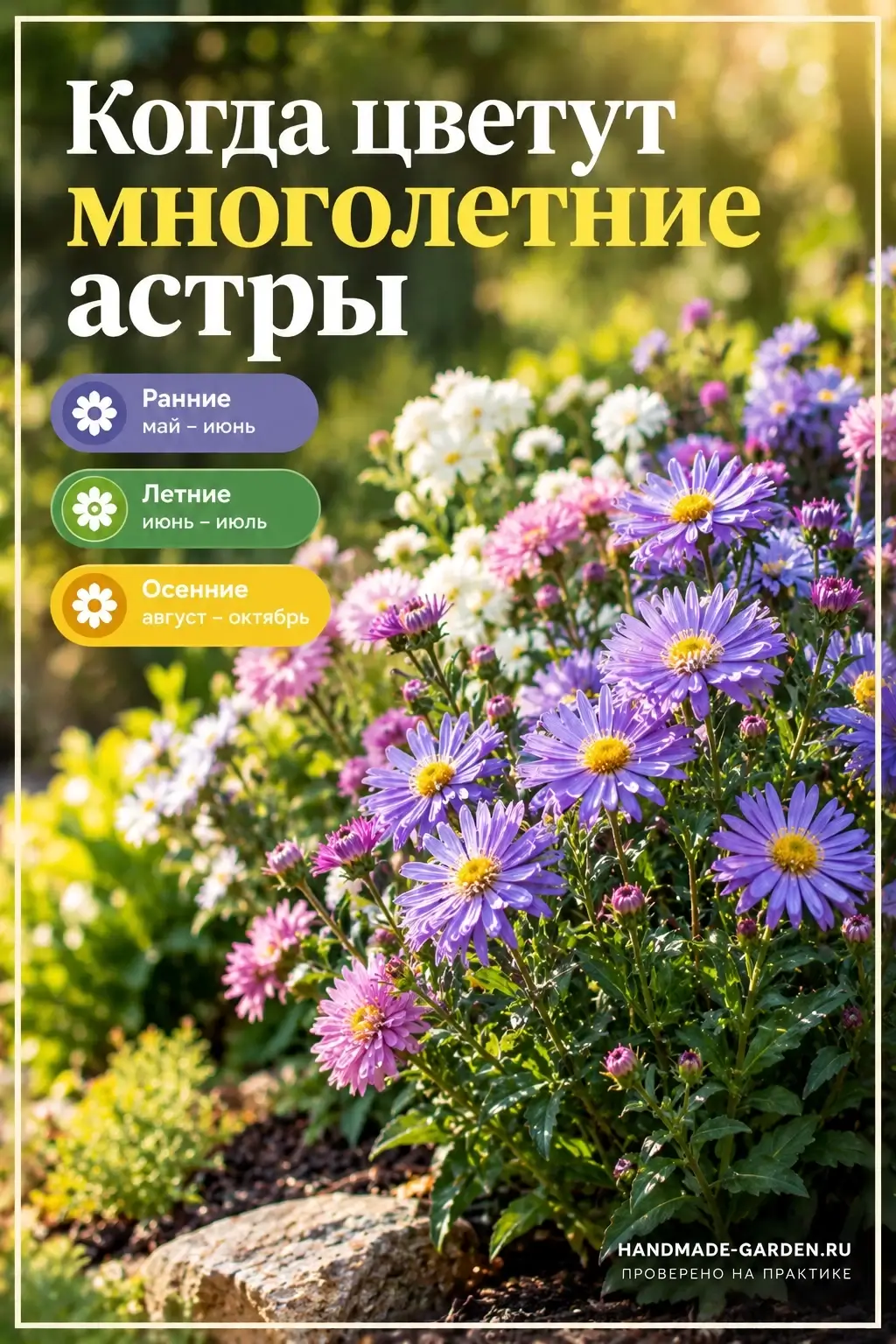Когда цветут многолетние астры