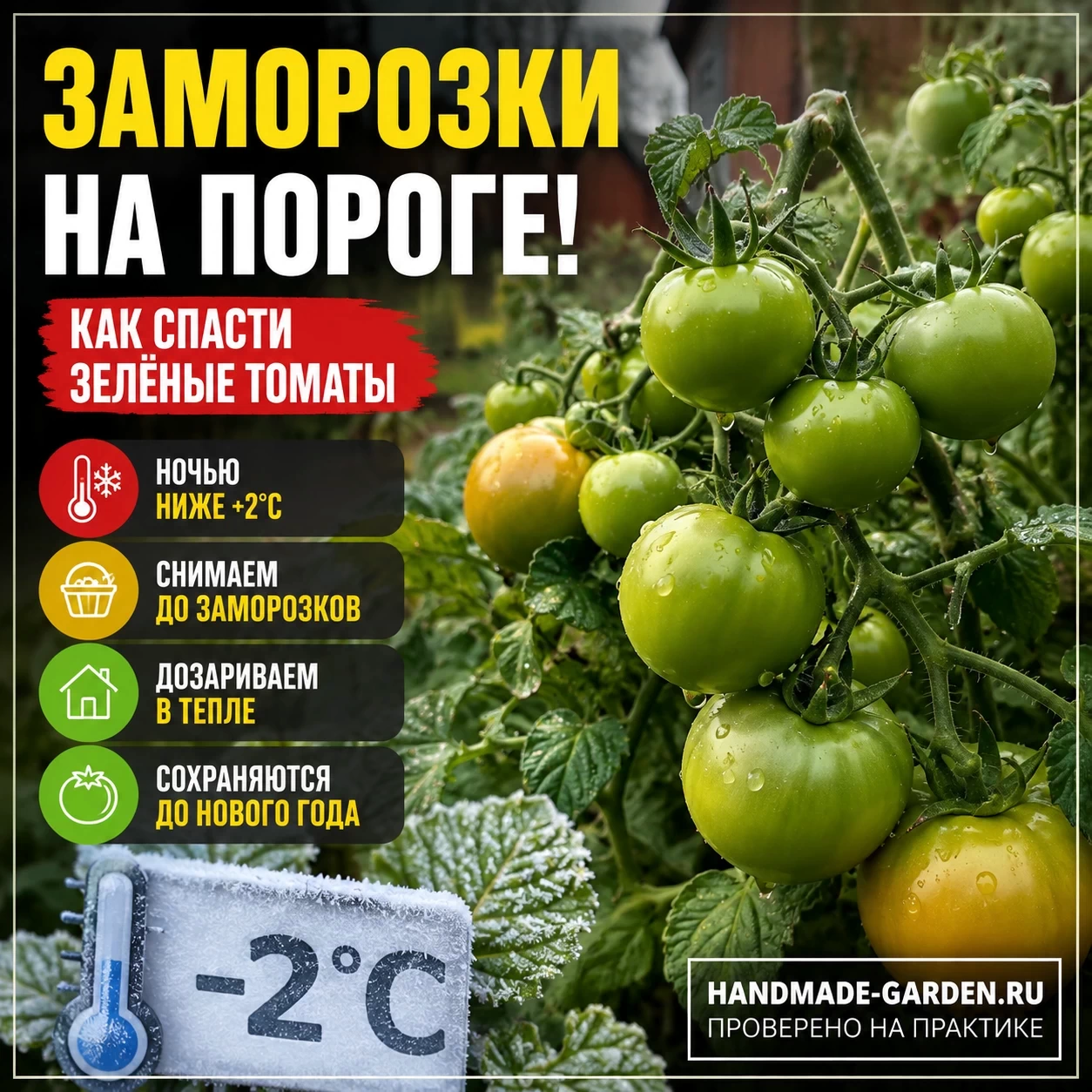 Помидоры ещё зелёные, а заморозки близко