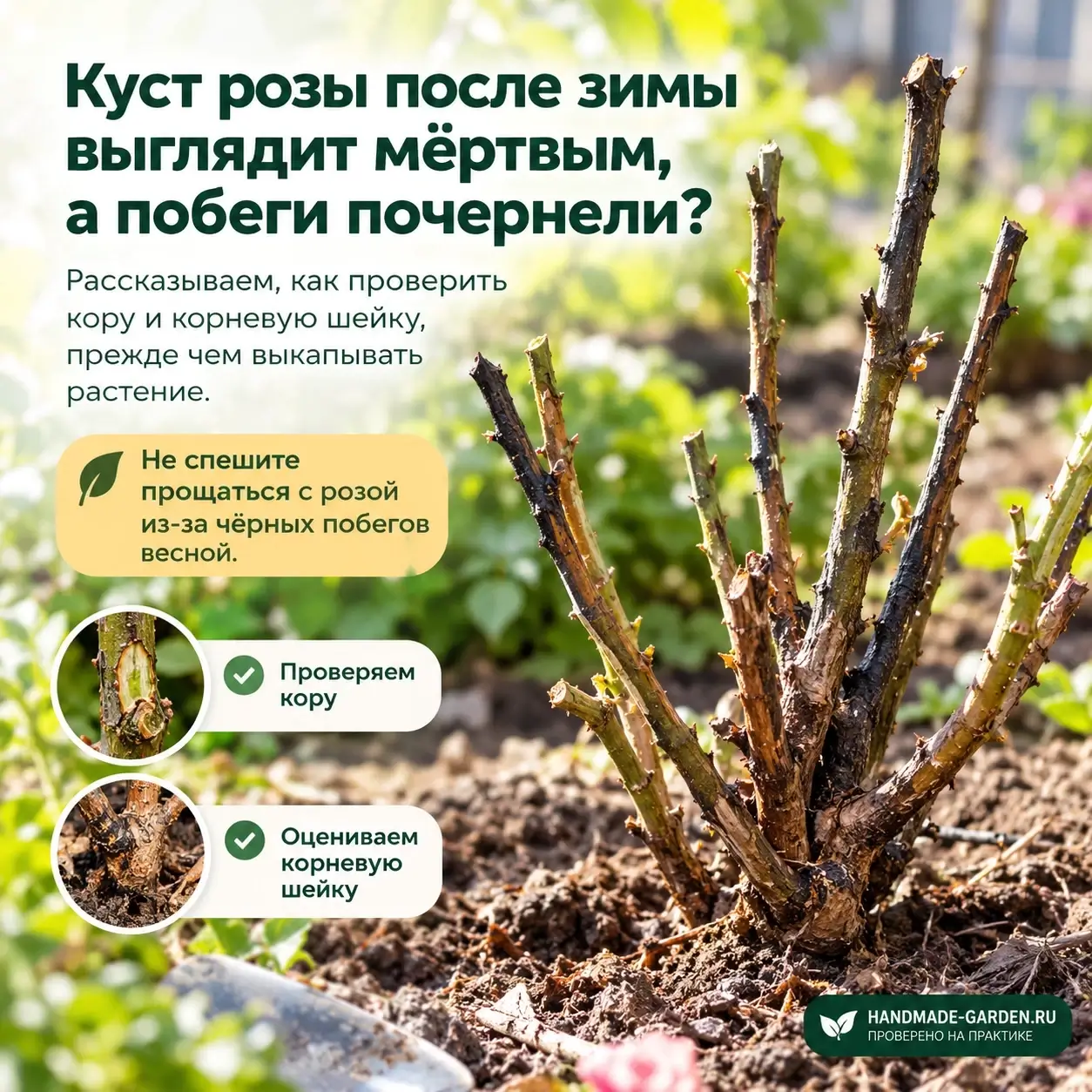 Чёрные побеги у розы весной: как понять, что куст ещё жив, когда кажется, что всё пропало