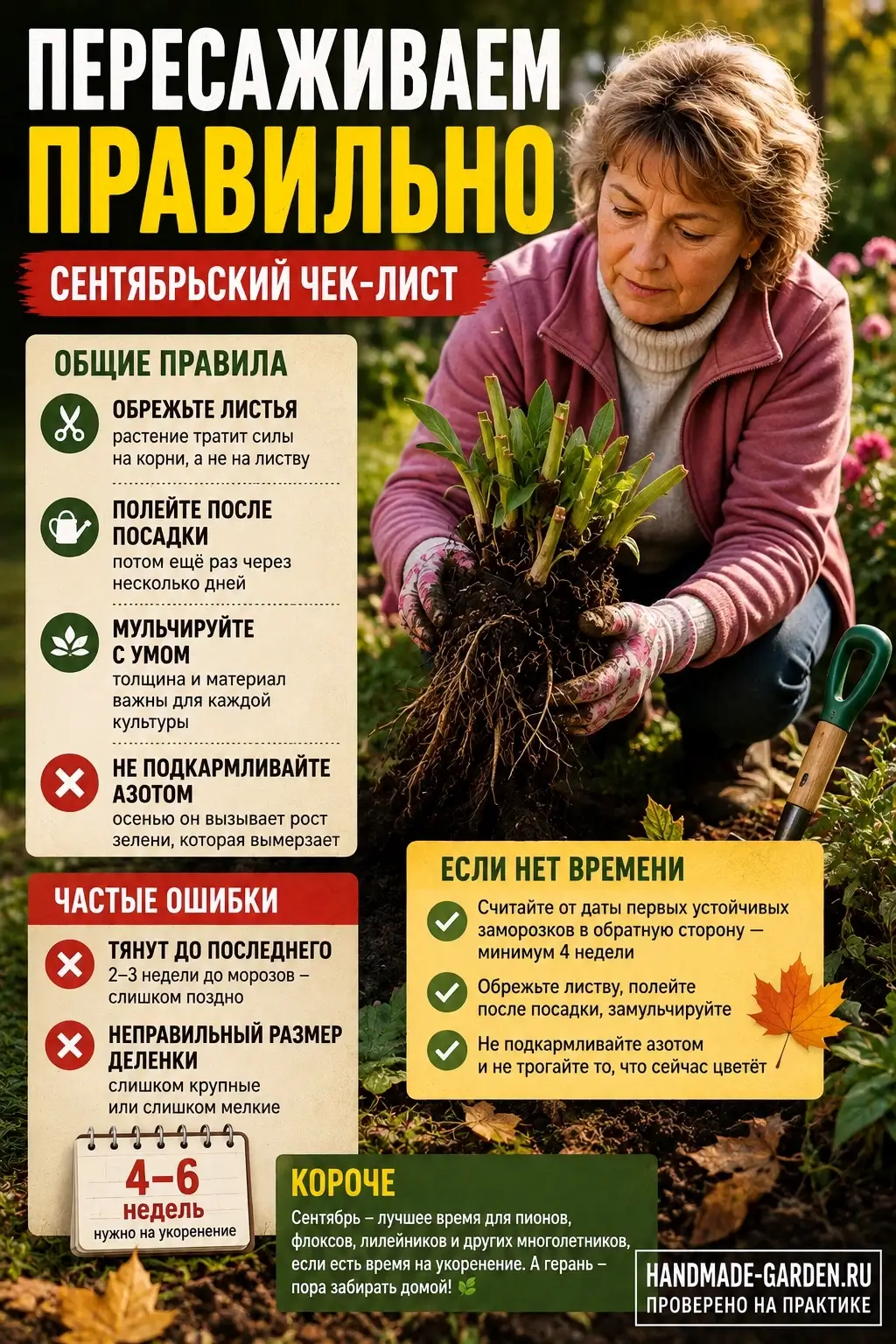 Правильная пересадка пиона